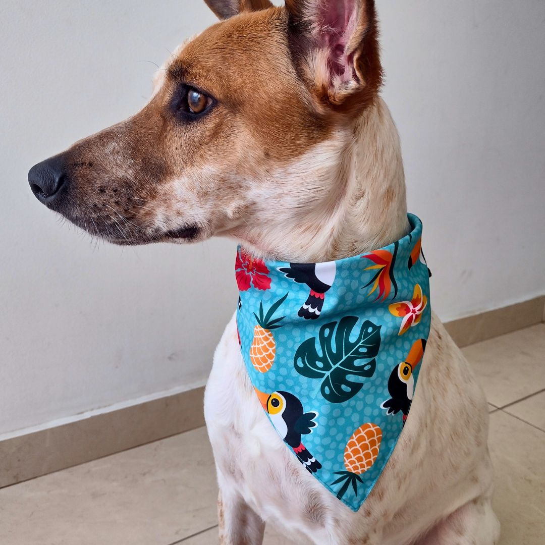 Bandana Tucán